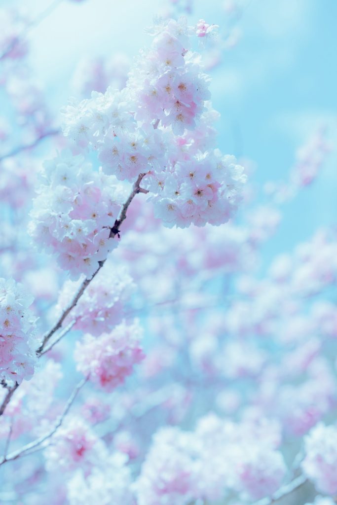 Ely_eee(ElyEE子) NO.136 – 17°C Pink Sakura17°C粉櫻[43P/1V/149MB]插圖