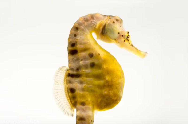 付費圖片-十種與生命交配的多情動物[10P]