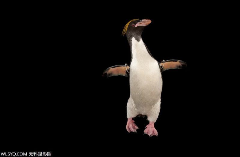 付費圖片-十種與生命交配的多情動物[10P]