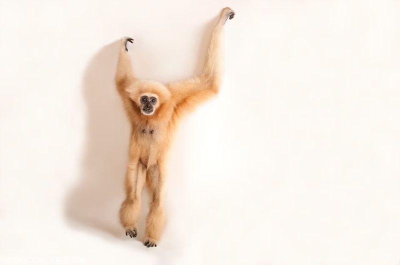 付費圖片-十種與生命交配的多情動物[10P]