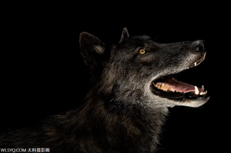 十種與生命交配的多情動物[10P]-無料攝影圈