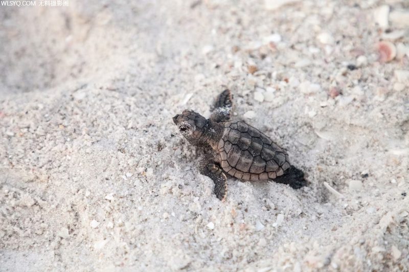 付費圖片-西南佛羅里達州適用于動物愛好者[8P]