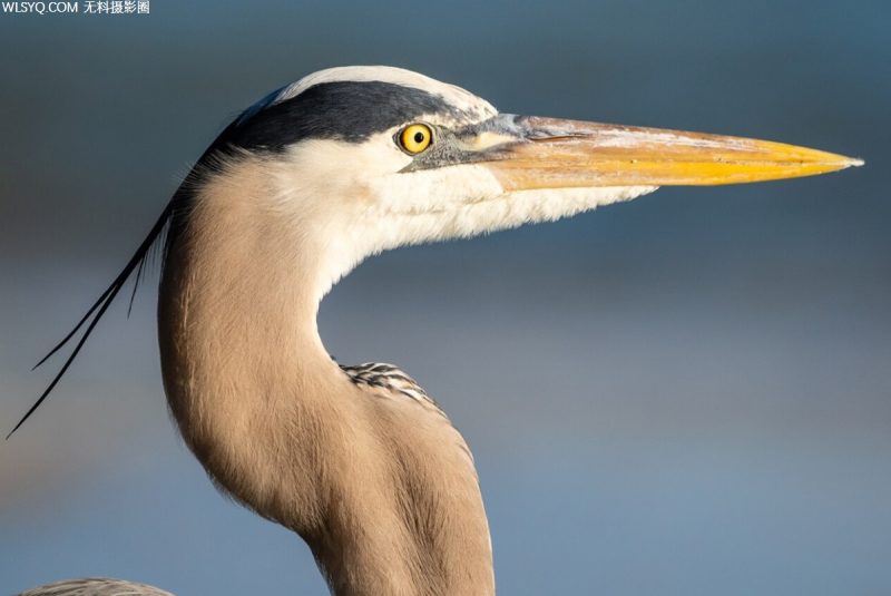 西南佛羅里達州適用于動物愛好者[8P]-無料攝影圈