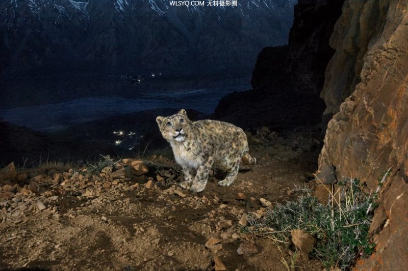 付費圖片-這些是我們2025年最好的動物照片[26P]