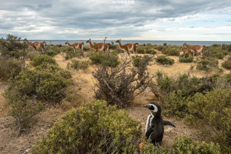 付費圖片-這些是我們2025年最好的動物照片[26P]