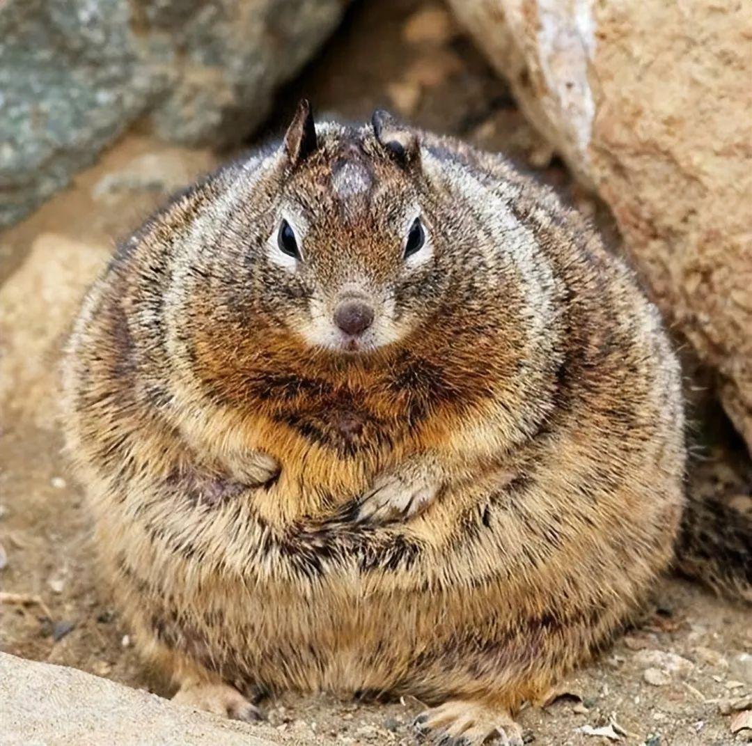 看完這31張圓形動物照，我才發現可愛原來也會讓人安靜下來插圖24