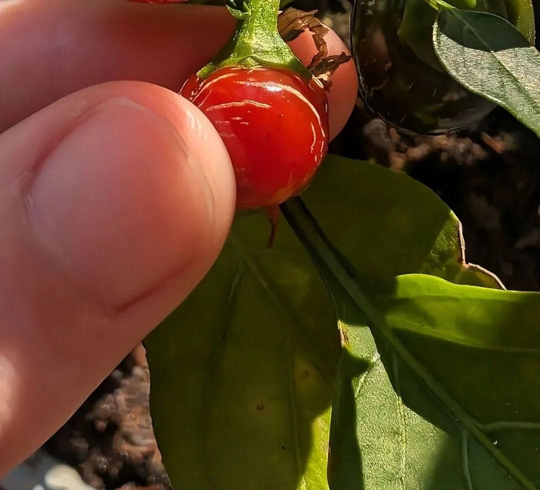 38張搞笑又扎心的收獲照：有人種出“拳頭番茄”，有人收獲一顆藍莓插圖30