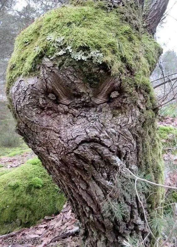 28棵“不正經”的樹：屁股、大長腿、搞笑臉，這屆樹木太會演了！-無料攝影圈