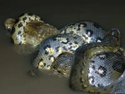 奇趣的動物攝影圖集，驚艷無比、大開眼界、難得一見插圖12