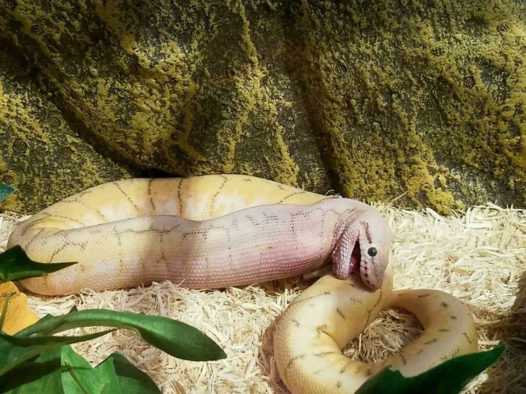 33張搞笑又不上鏡的動物照片，讓你的一天更精彩（新圖）插圖26