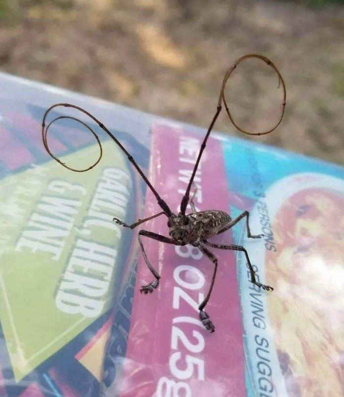 26種讓人眼前一亮的昆蟲插圖21