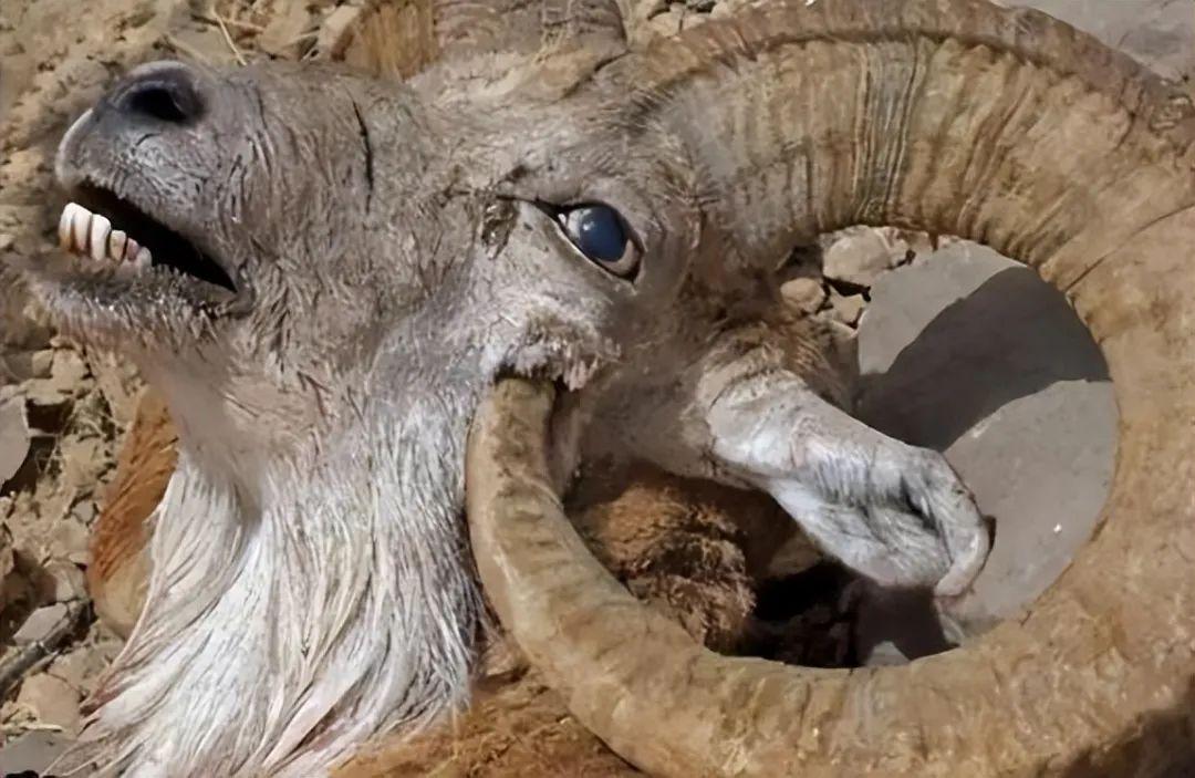 20張照片讓你大開眼界：原來地球比想象中還“離譜”！插圖11