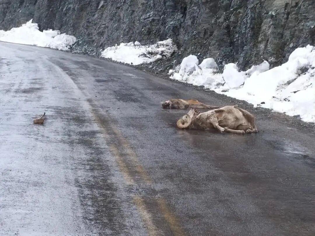 25個震撼瞬間：動物們為生存拼命上演的“殘酷真相”插圖15