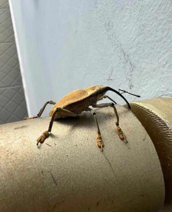 26種讓人眼前一亮的昆蟲插圖13