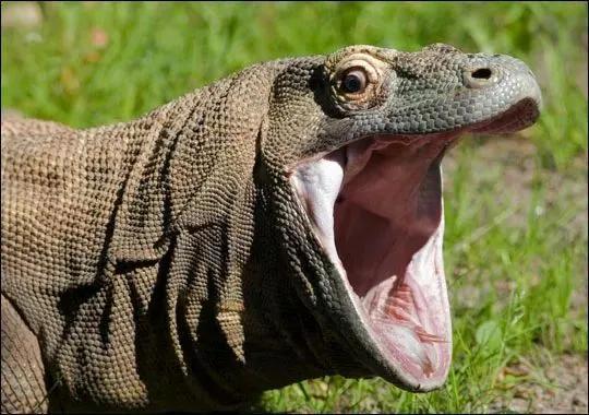 奇趣的動物攝影圖集，驚艷無比、大開眼界、難得一見插圖2