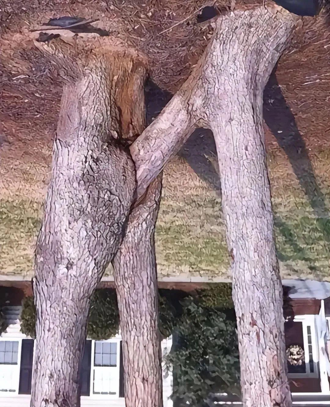 28棵“不正經”的樹：屁股、大長腿、搞笑臉，這屆樹木太會演了！插圖16