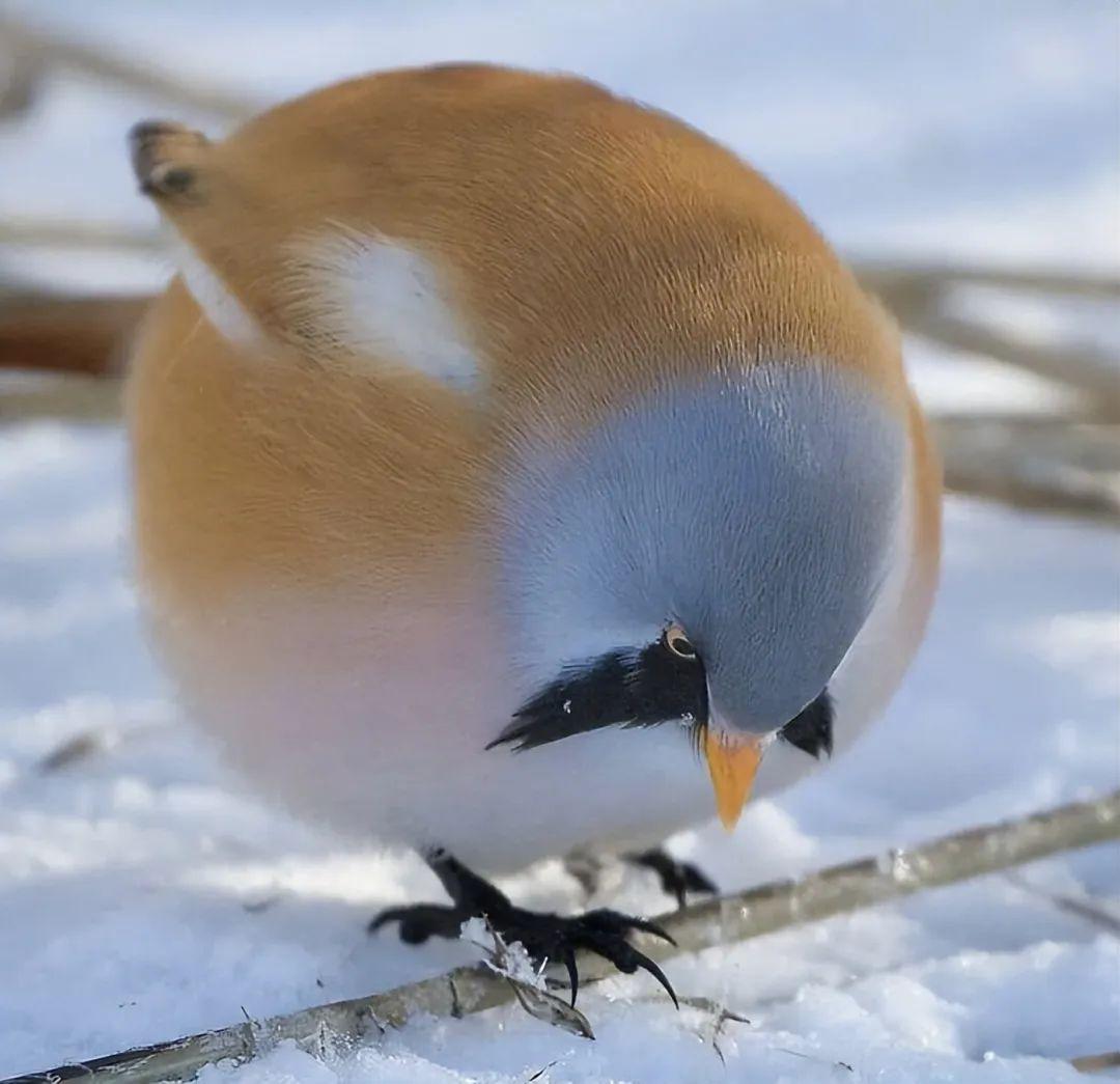 看完這31張圓形動物照，我才發現可愛原來也會讓人安靜下來插圖14