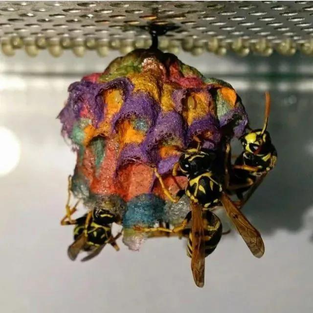 奇趣的動物攝影圖集，驚艷無比、大開眼界、難得一見插圖4