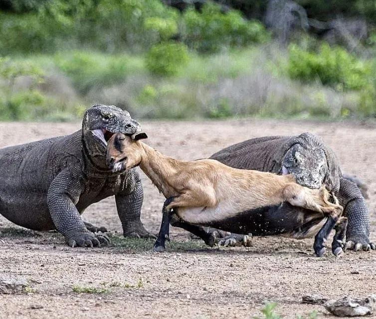 奇趣的動物攝影圖集，驚艷無比、大開眼界、難得一見插圖17