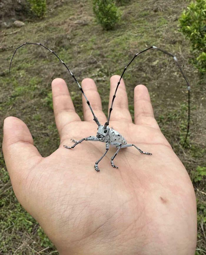 20種長得比科幻片還酷的昆蟲：別再怕，它們比你想象的更迷人！插圖1