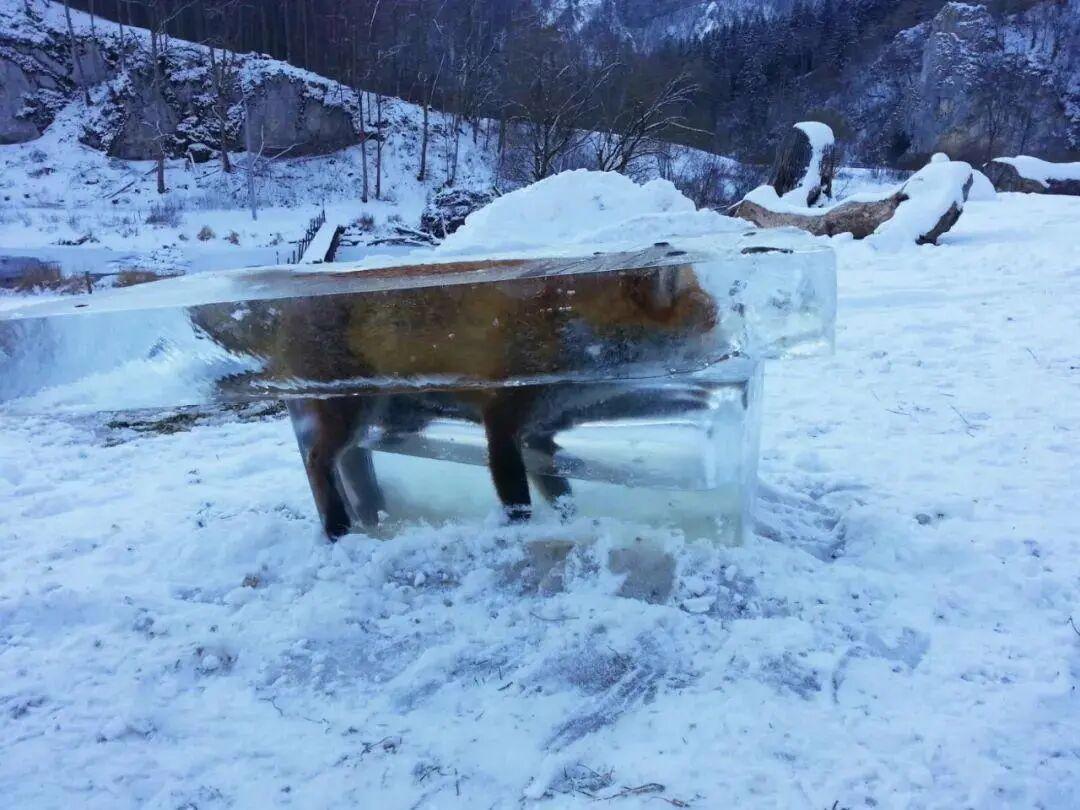 25個震撼瞬間：動物們為生存拼命上演的“殘酷真相”插圖7