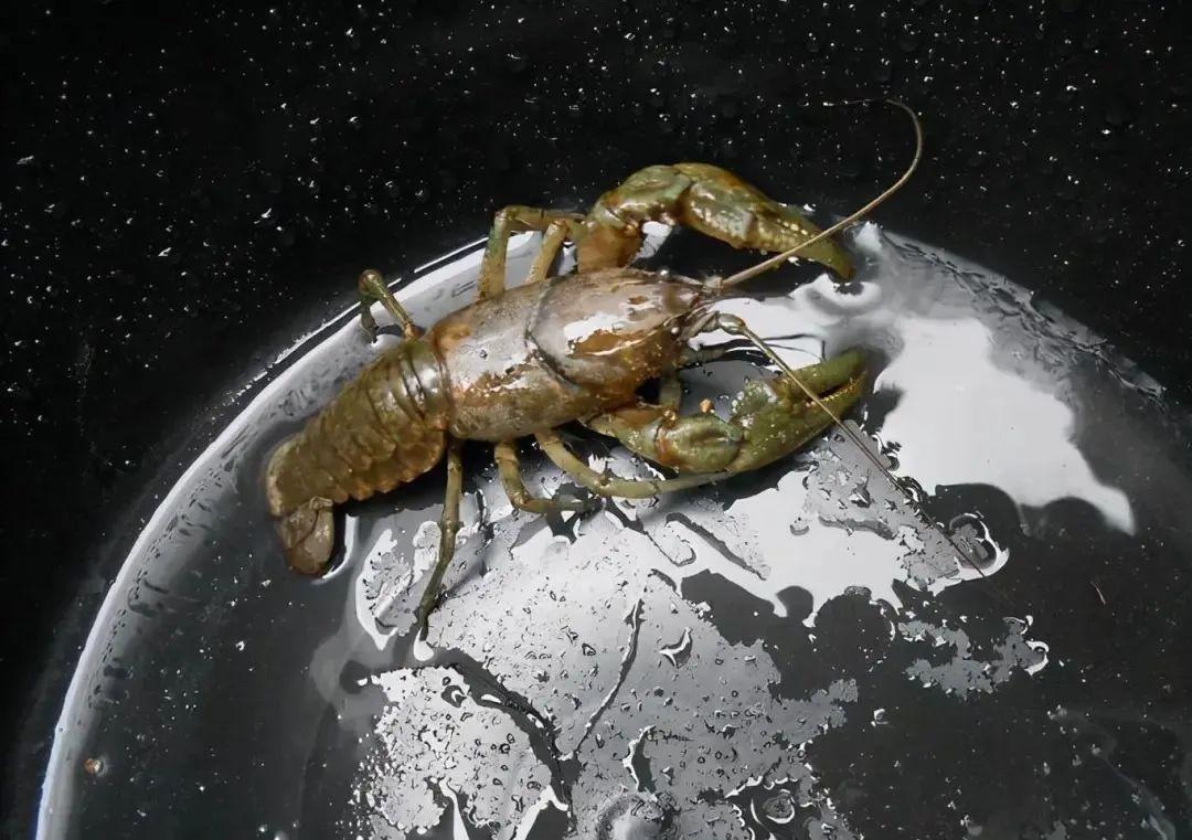 這些照片太會“騙人”：20個讓你大腦短路的錯覺瞬間插圖11