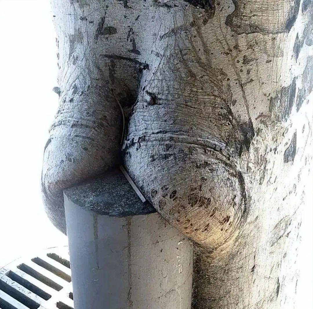 28棵“不正經”的樹：屁股、大長腿、搞笑臉，這屆樹木太會演了！插圖6