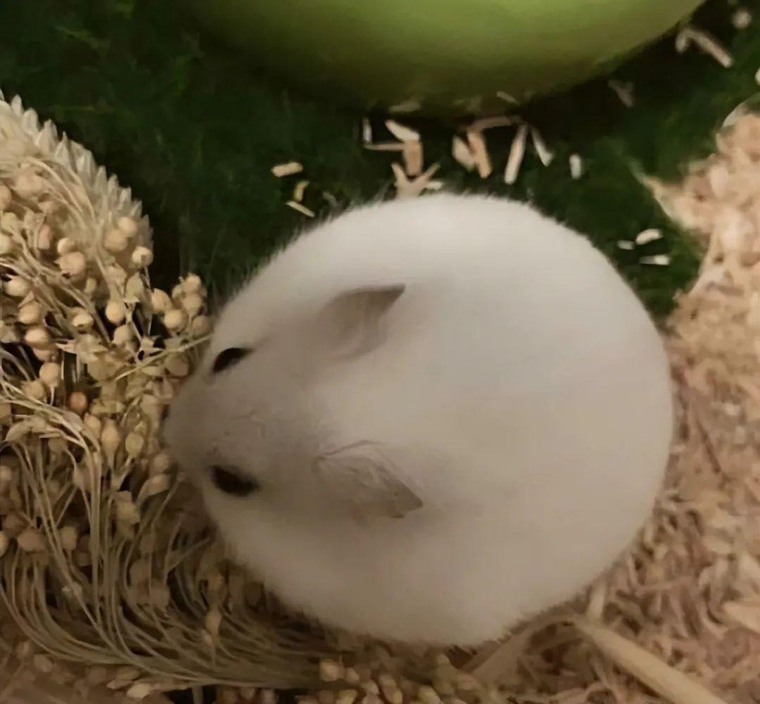 看完這31張圓形動物照，我才發現可愛原來也會讓人安靜下來插圖20