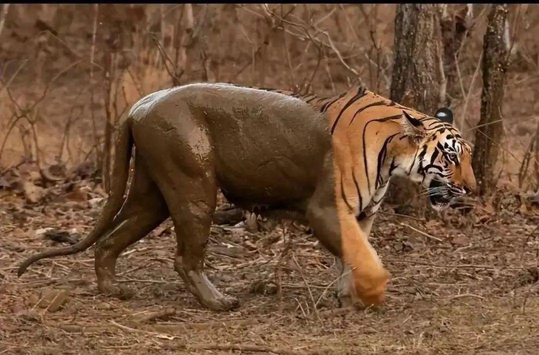 20張照片太離譜：第一眼看錯的你，不是一個人插圖8