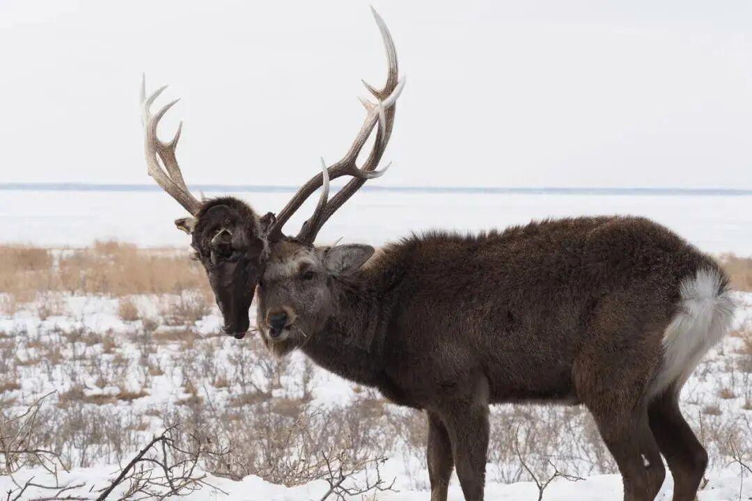 25個震撼瞬間：動物們為生存拼命上演的“殘酷真相”插圖22