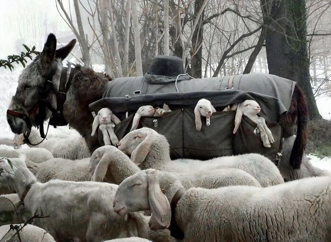 30張健康動物照，暴露了人類不配的溫柔幻覺插圖22