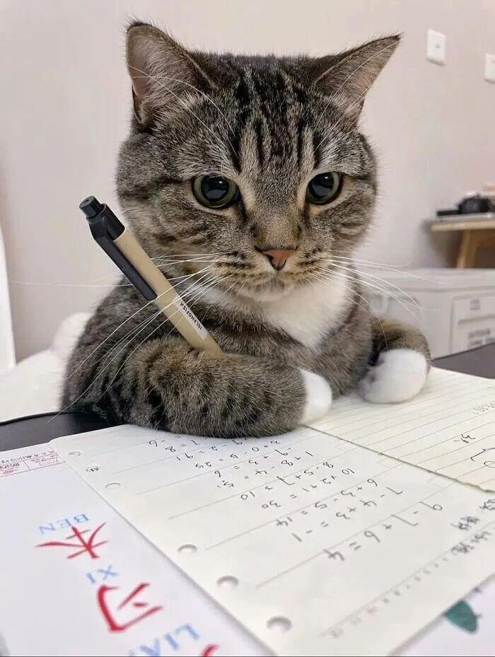 40次貓咪闖入最不合時宜的角落，卻意外戳中人類心底柔軟插圖20