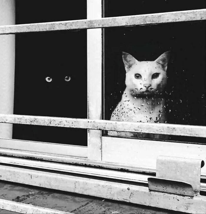 40次貓咪闖入最不合時宜的角落，卻意外戳中人類心底柔軟插圖6