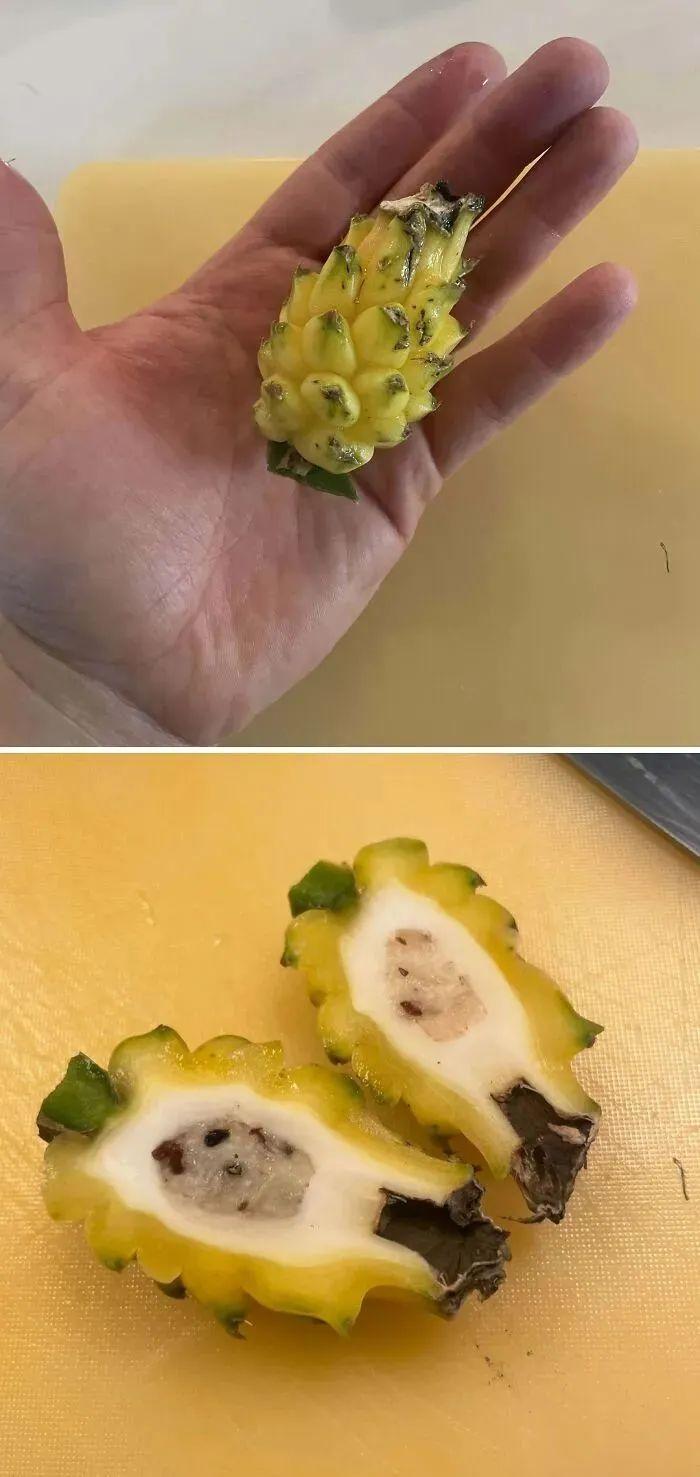 38張搞笑又扎心的收獲照：有人種出“拳頭番茄”，有人收獲一顆藍莓插圖26