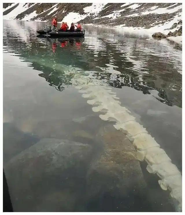 見過會“透明”的鯊魚嗎？30張讓人瞠目結舌的自然奇觀照片插圖15