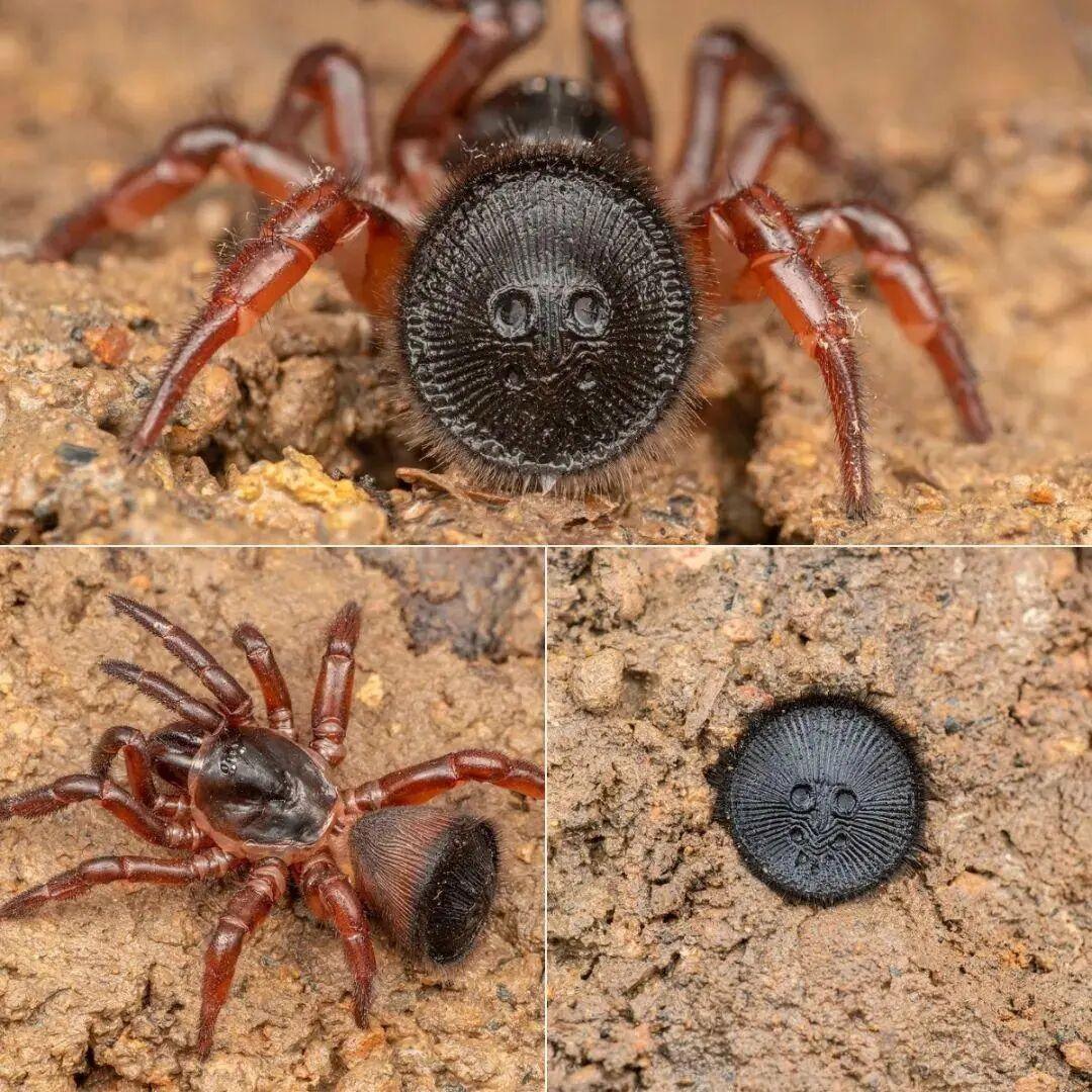 25個震撼瞬間：動物們為生存拼命上演的“殘酷真相”插圖18