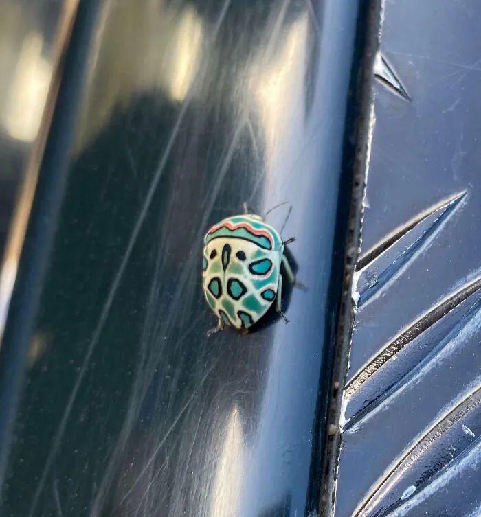 26種讓人眼前一亮的昆蟲插圖11