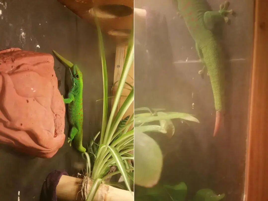 25個震撼瞬間：動物們為生存拼命上演的“殘酷真相”插圖5