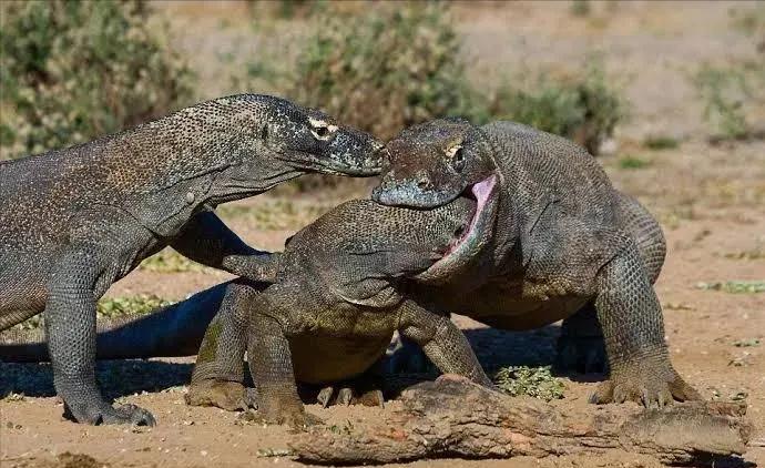 奇趣的動物攝影圖集，驚艷無比、大開眼界、難得一見插圖18