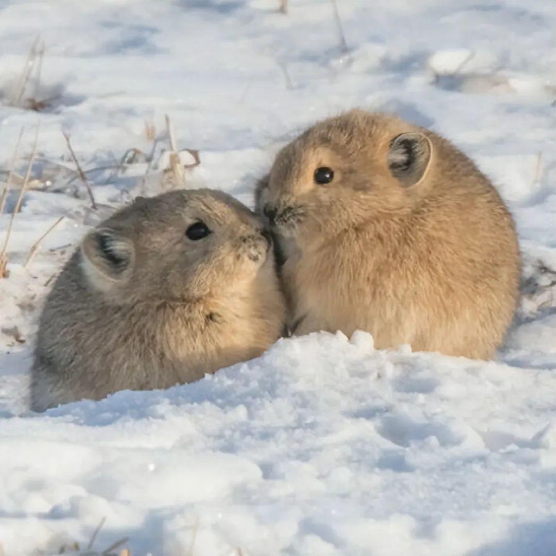 看完這31張圓形動物照，我才發現可愛原來也會讓人安靜下來插圖23