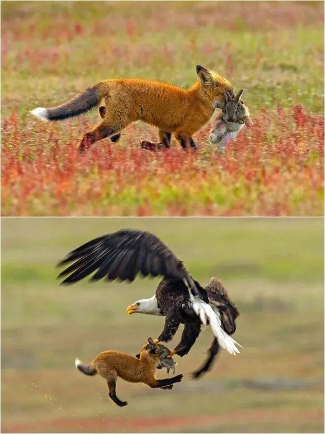 25個震撼瞬間：動物們為生存拼命上演的“殘酷真相”插圖8