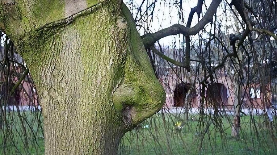 28棵“不正經”的樹：屁股、大長腿、搞笑臉，這屆樹木太會演了！插圖2