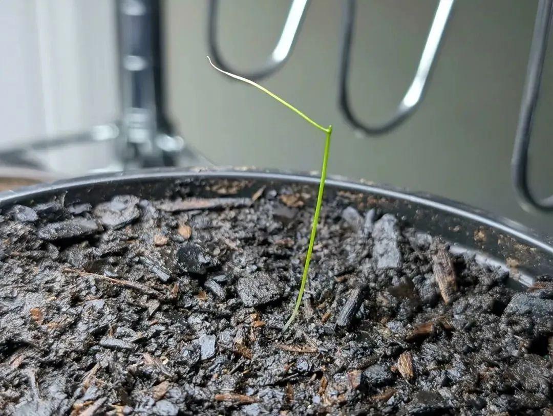 38張搞笑又扎心的收獲照：有人種出“拳頭番茄”，有人收獲一顆藍莓插圖36