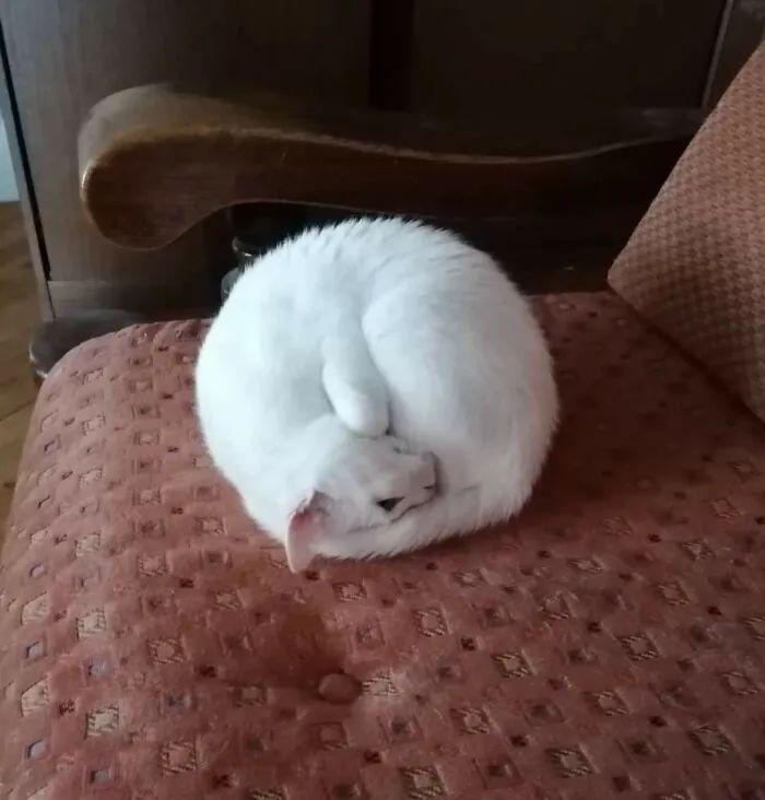 看完這31張圓形動物照，我才發現可愛原來也會讓人安靜下來插圖4