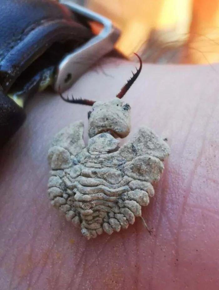 20種長得比科幻片還酷的昆蟲：別再怕，它們比你想象的更迷人！插圖13