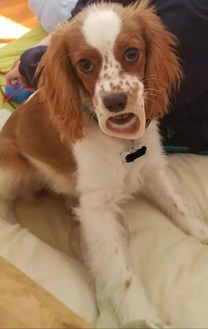 20張照片太離譜：第一眼看錯的你，不是一個人插圖10