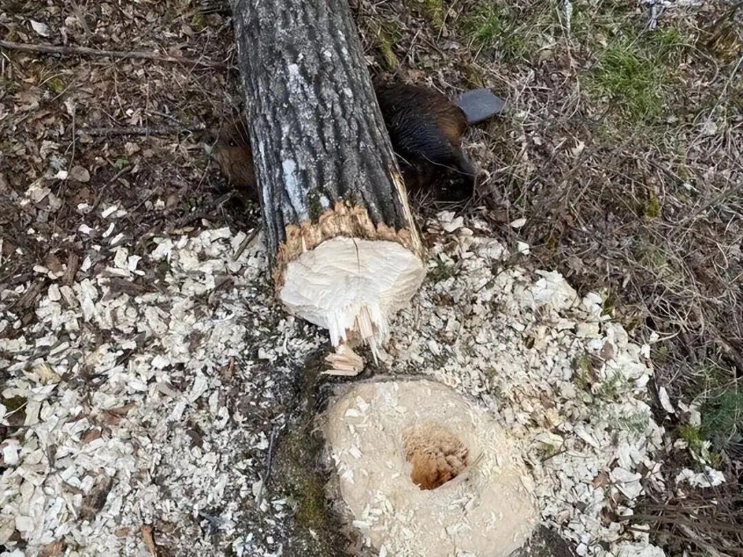 25個震撼瞬間：動物們為生存拼命上演的“殘酷真相”插圖24