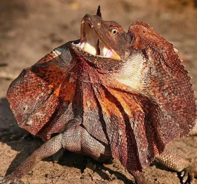 奇趣的動物攝影圖集，驚艷無比、大開眼界、難得一見插圖3