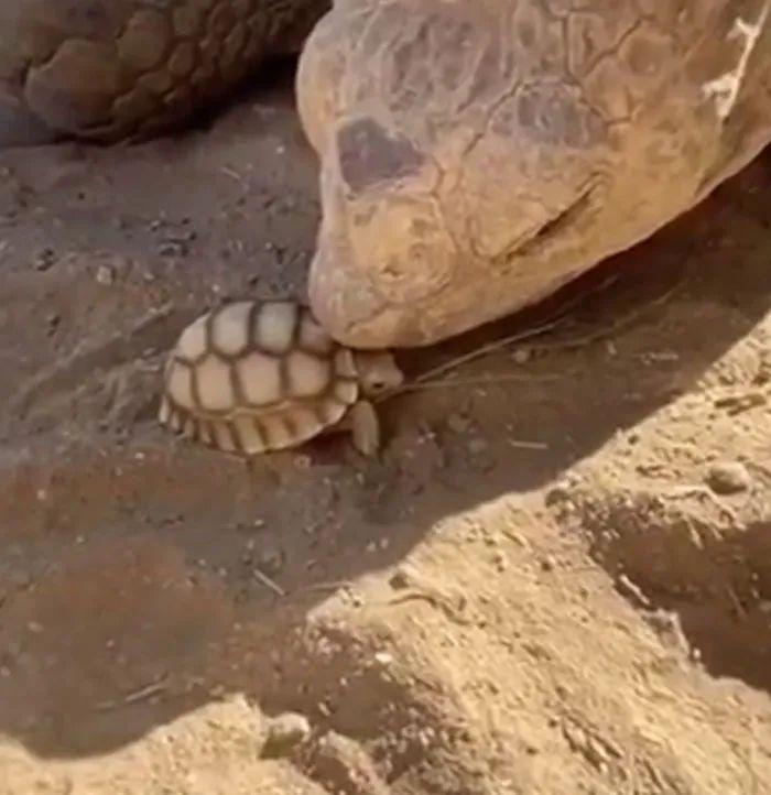 30張健康動物照，暴露了人類不配的溫柔幻覺插圖20