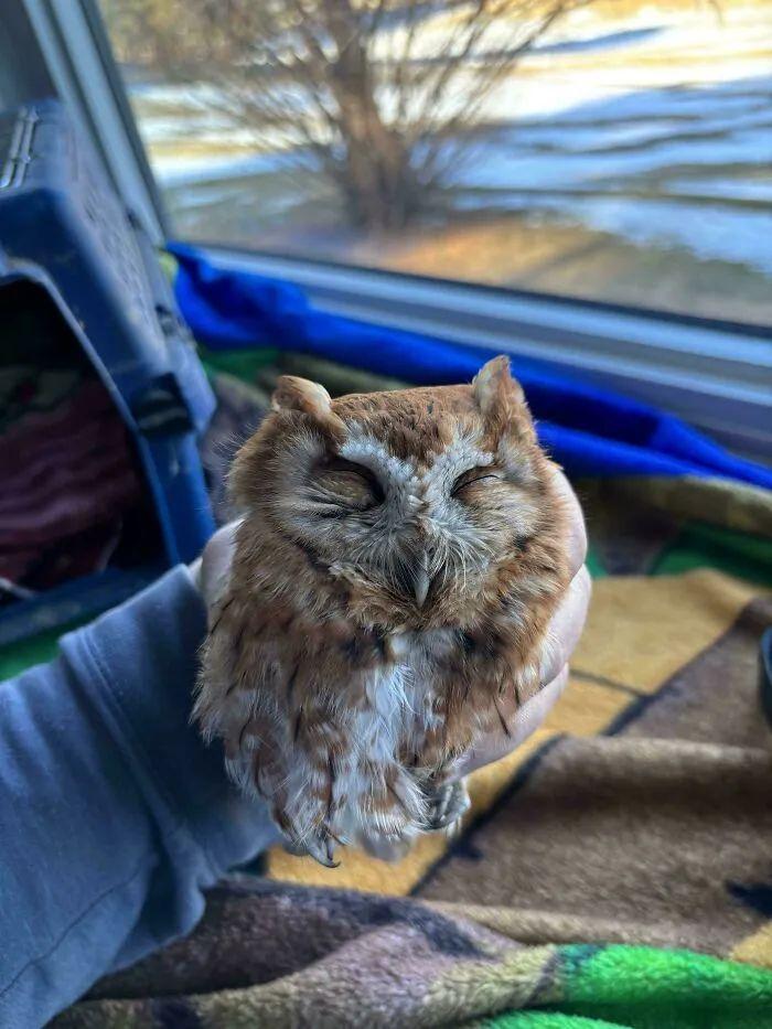 30張健康動物照，暴露了人類不配的溫柔幻覺插圖14